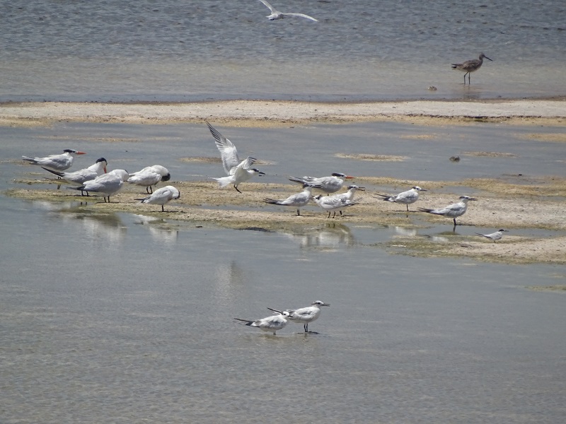 3 tern species (+ willet)