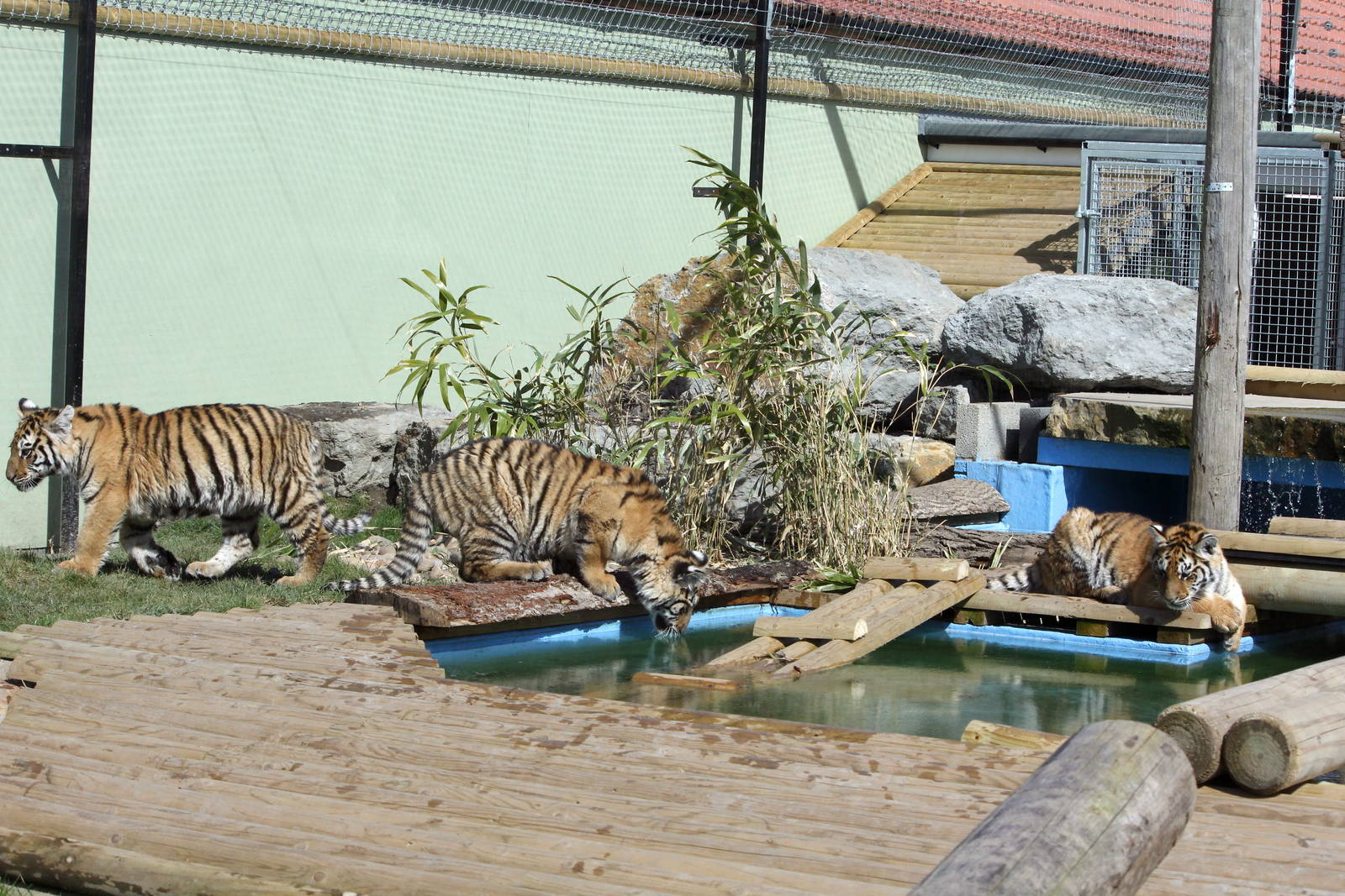 3 tiger cubs.2-4-15