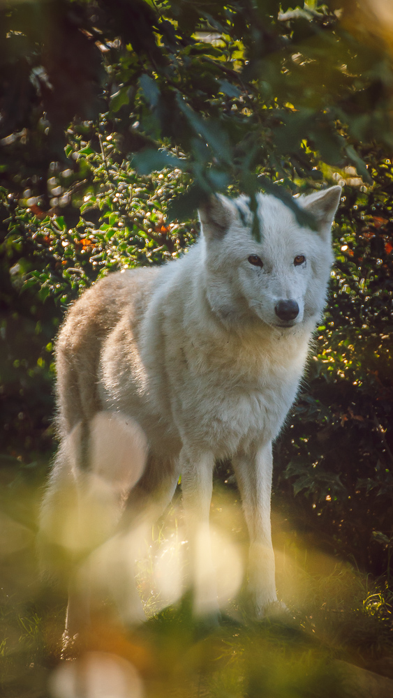 3 Times &amp; You Lose