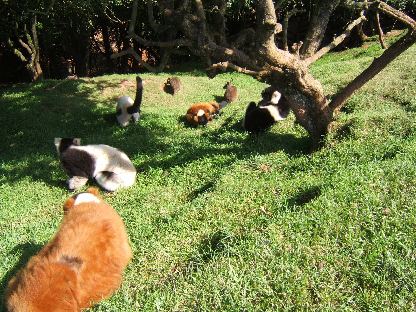 3 types of Ruffed Lemurs in one picture