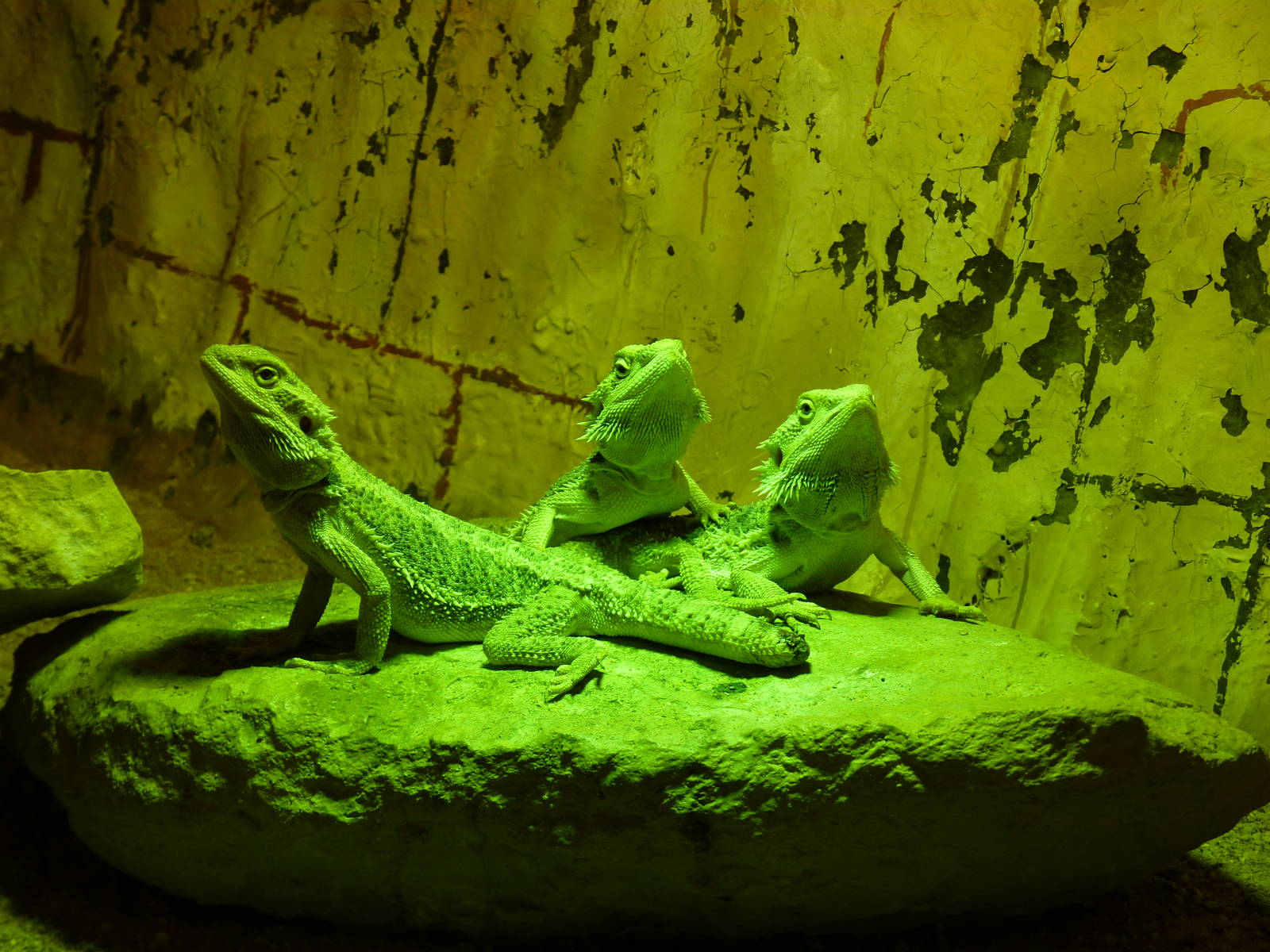 3 very green fellows