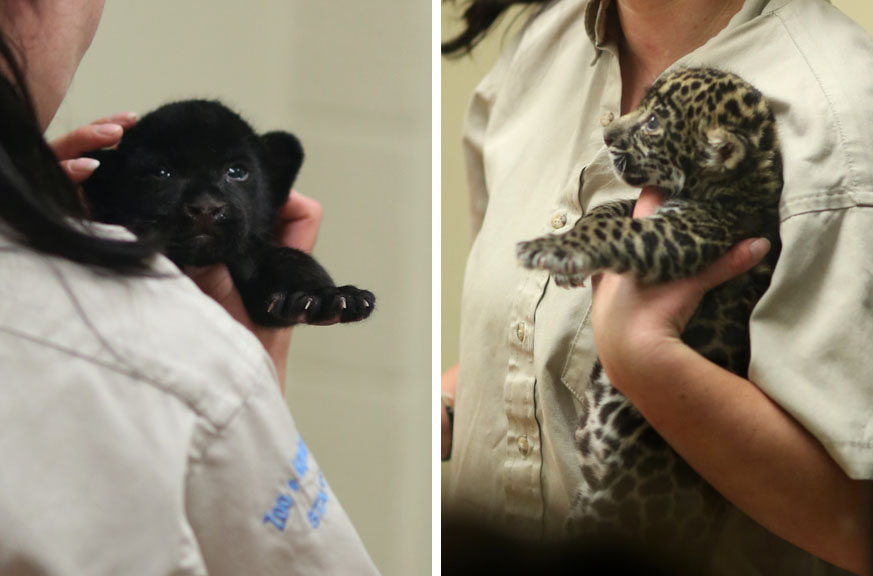 3 week jaguar cubs