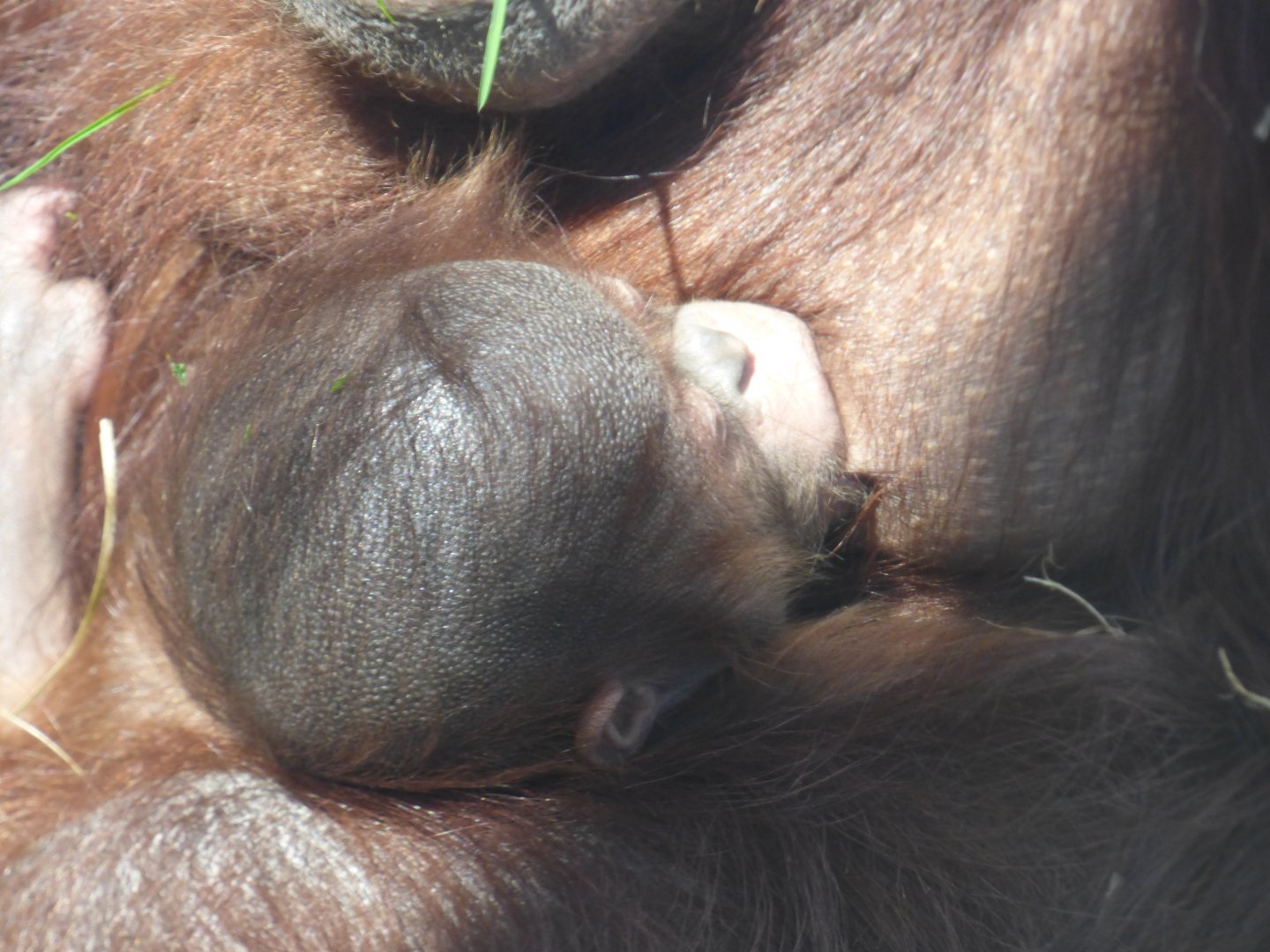 3 Week Old baby Orangutan