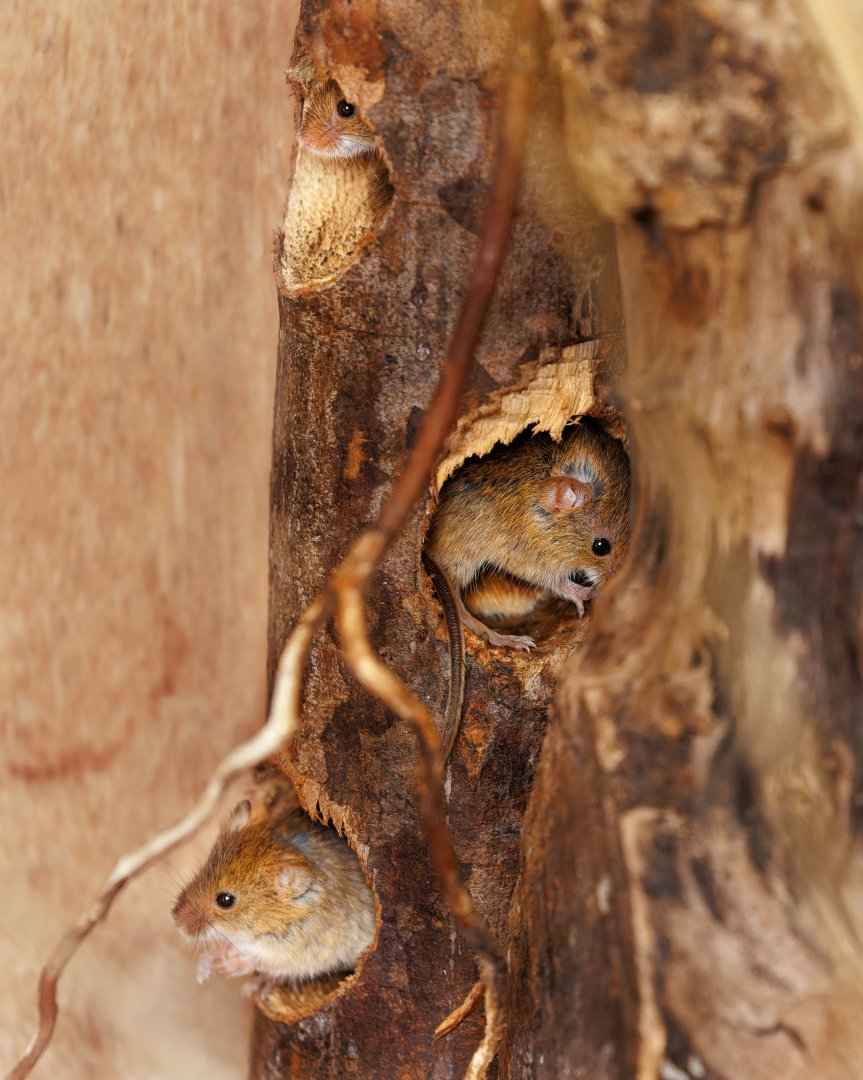 3 x Harvest Mice / Hamerton / 3-5-22