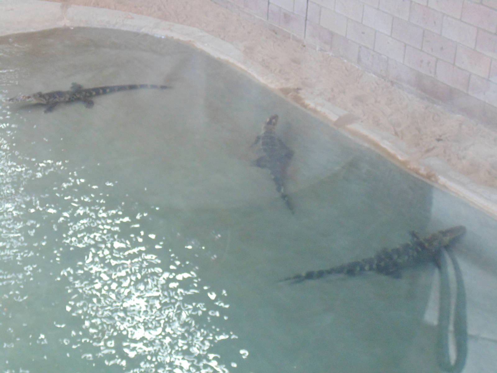 3 young Saltwater Crocs