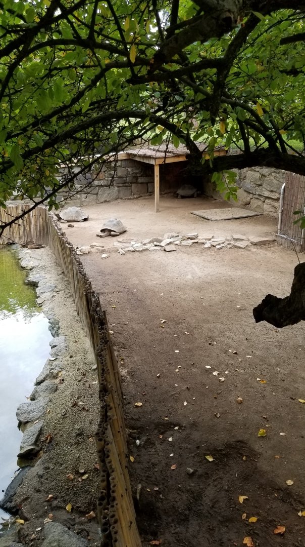 3 younger Galapagos Tortoises
