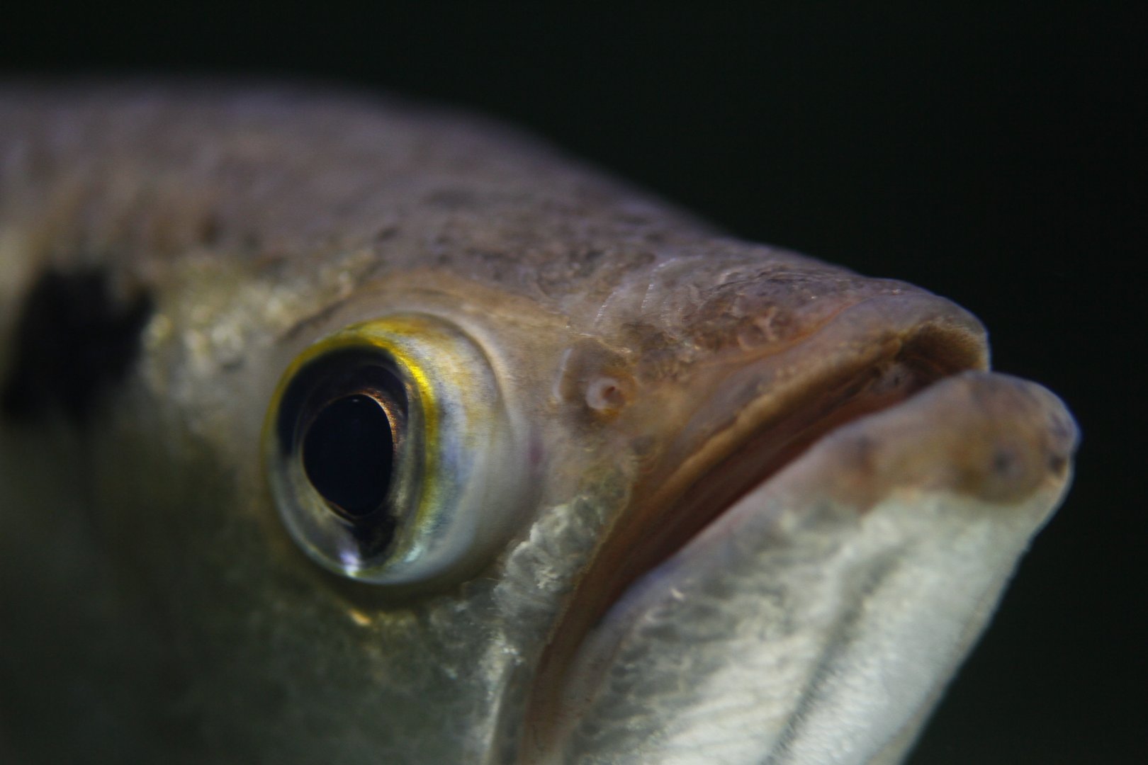 30.06.2017 Archerfish detail