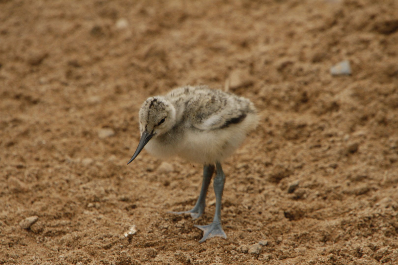 30.06.2017 Baby avocet
