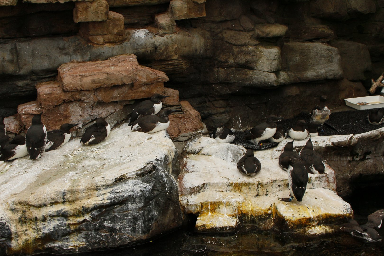 30.06.2017 Common guillemot