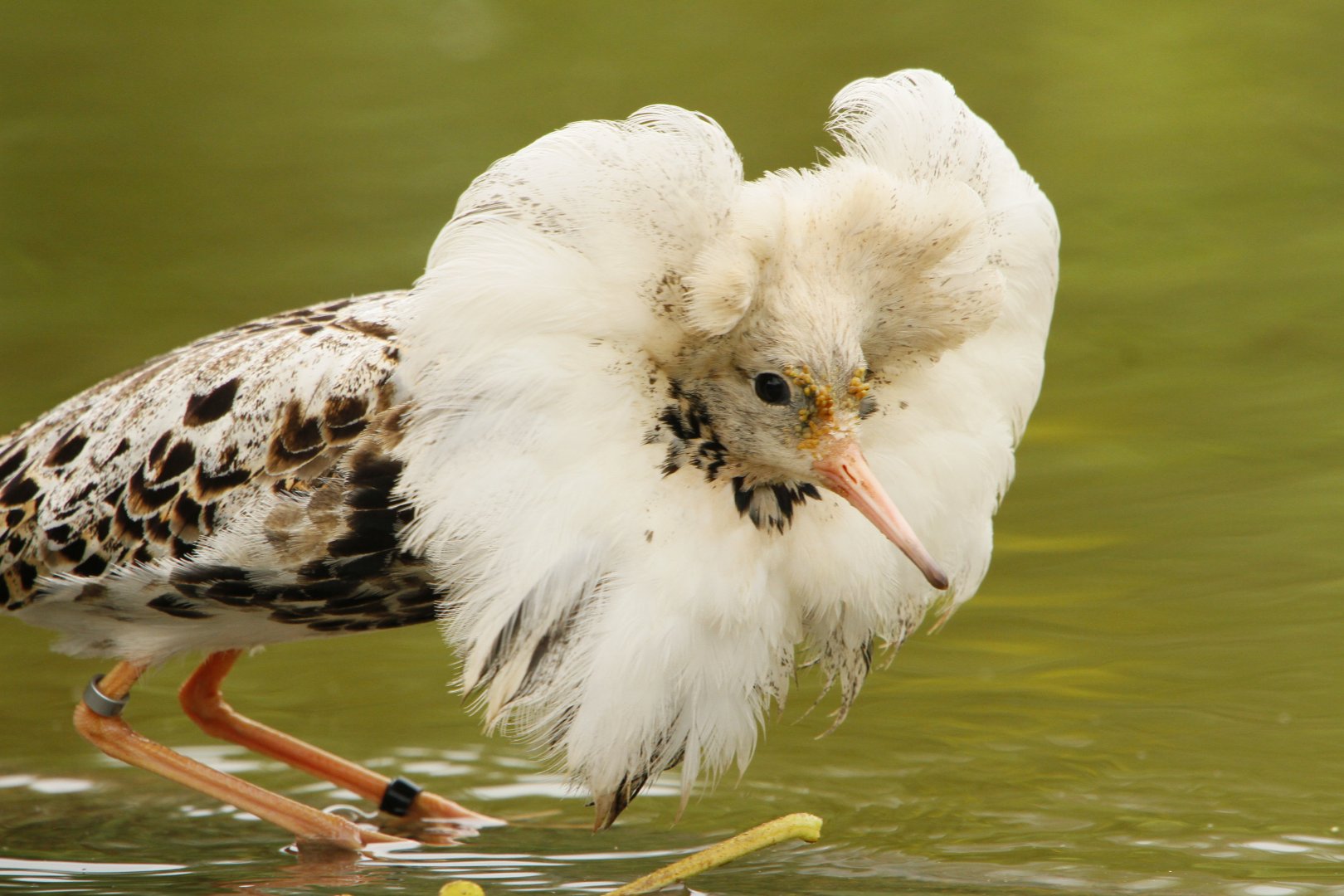 30.06.2017 Male ruff Philomachus pugnax