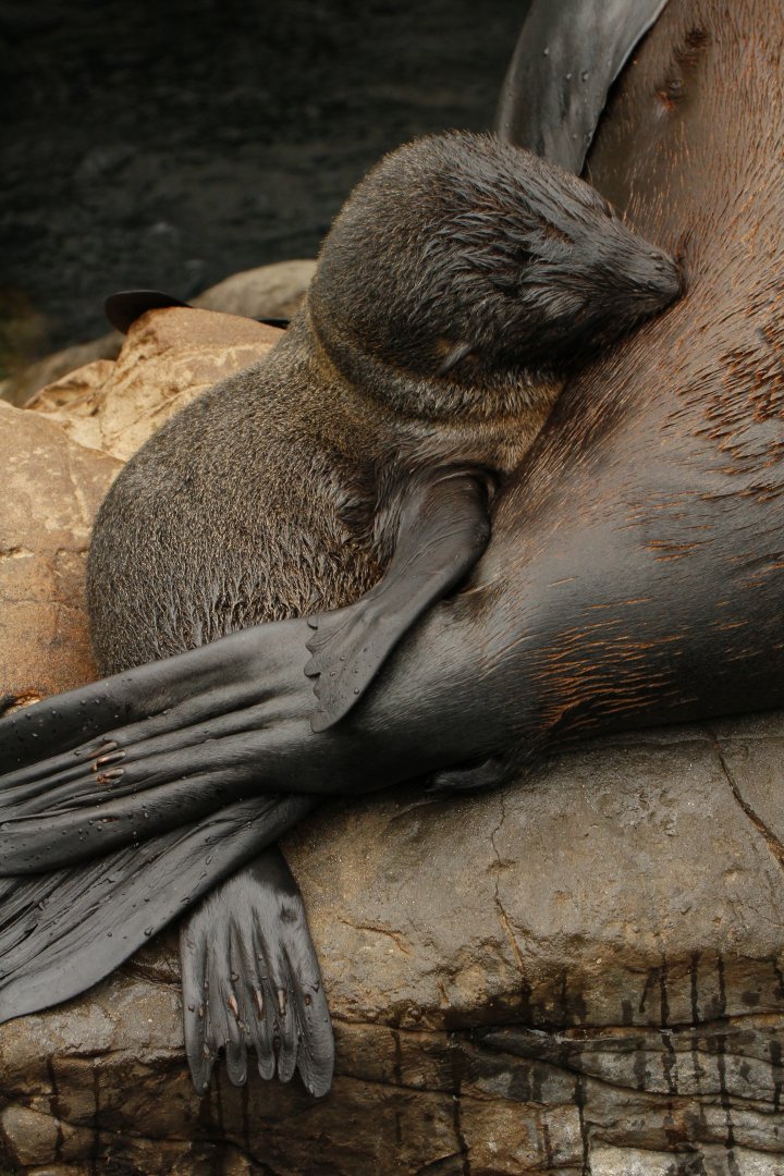 30.06.2017 New baby south American fur seal