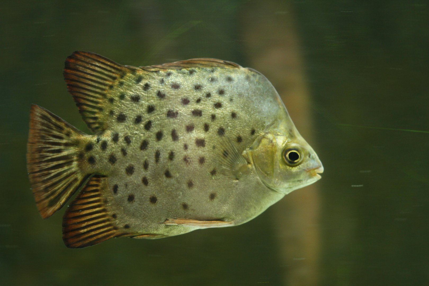 30.06.2017 Spotted scat