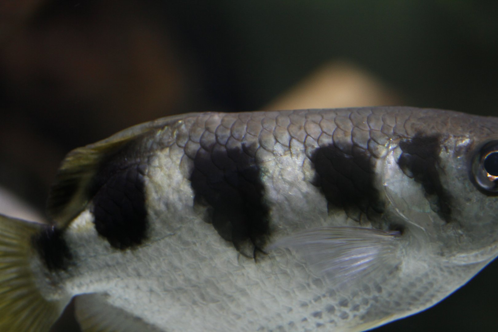 30.06.2017 Toxotes jaculatrix