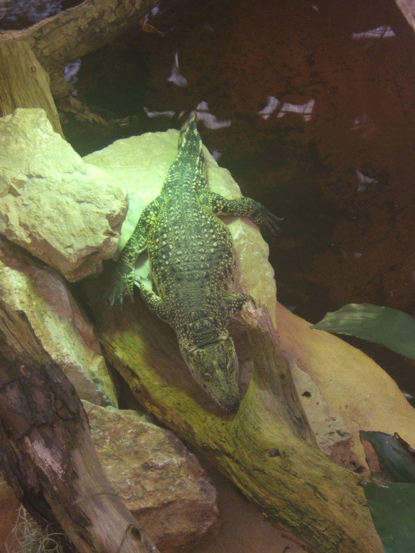 30/12/2016 Cuban Crocodile