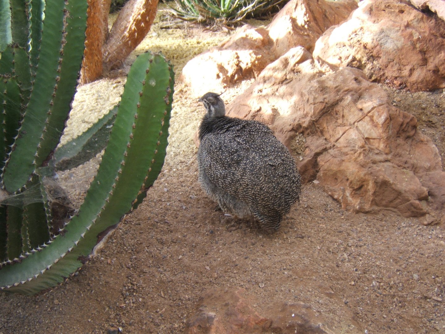 30/12/2016 Elegant Crested Tinamou