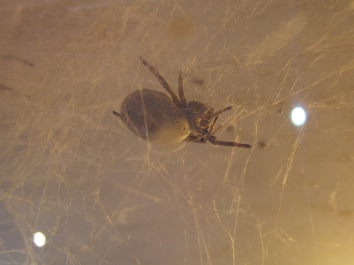 30/12/2016 Indian Social Spider