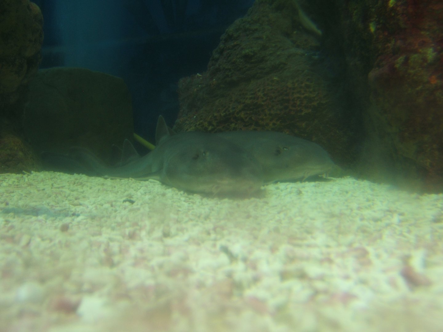 30/4/2017 Arabian Carpet Shark