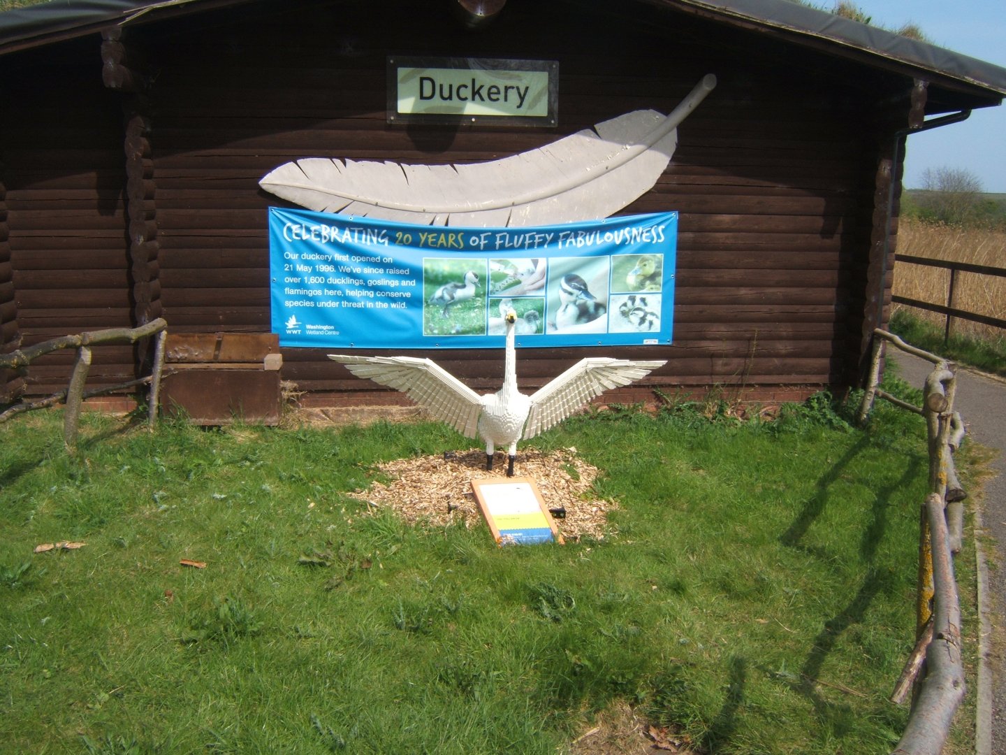 30/4/2017 Duckery building with lego Swan