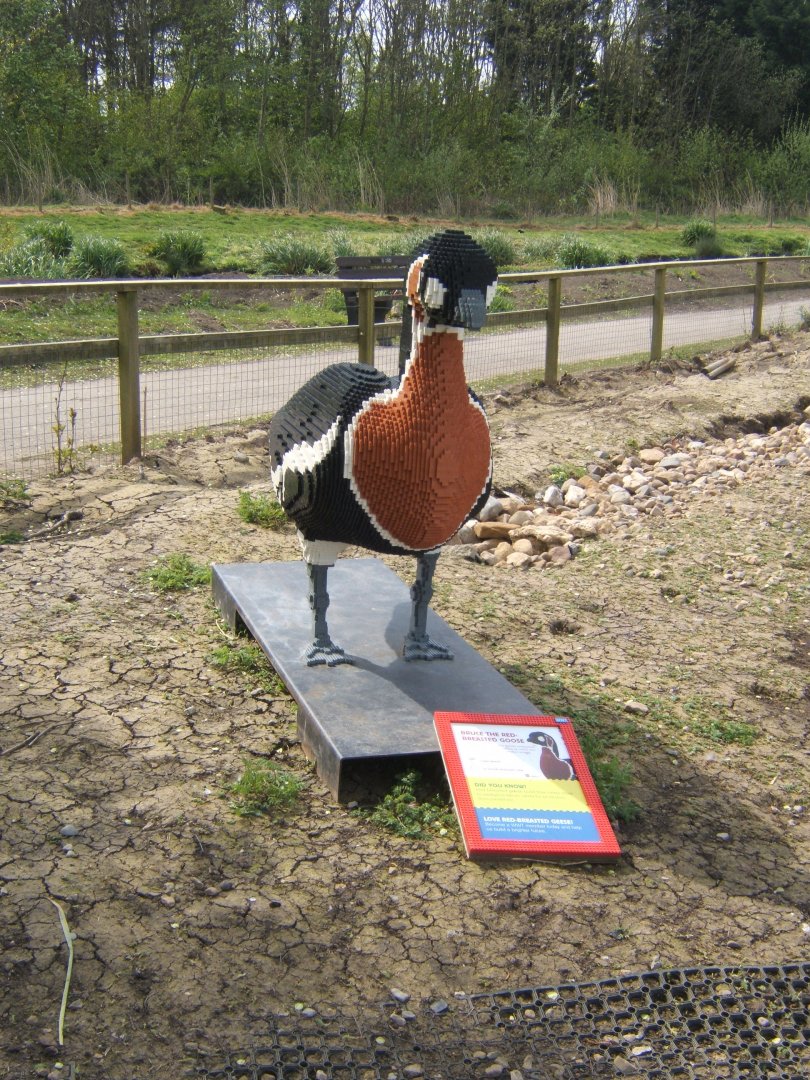 30/4/2017 Red-breasted Goose