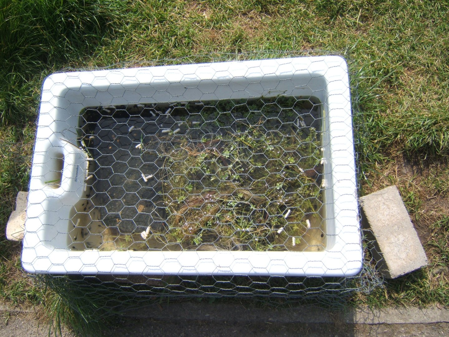 30/4/2017 Sink with Tadpoles in it