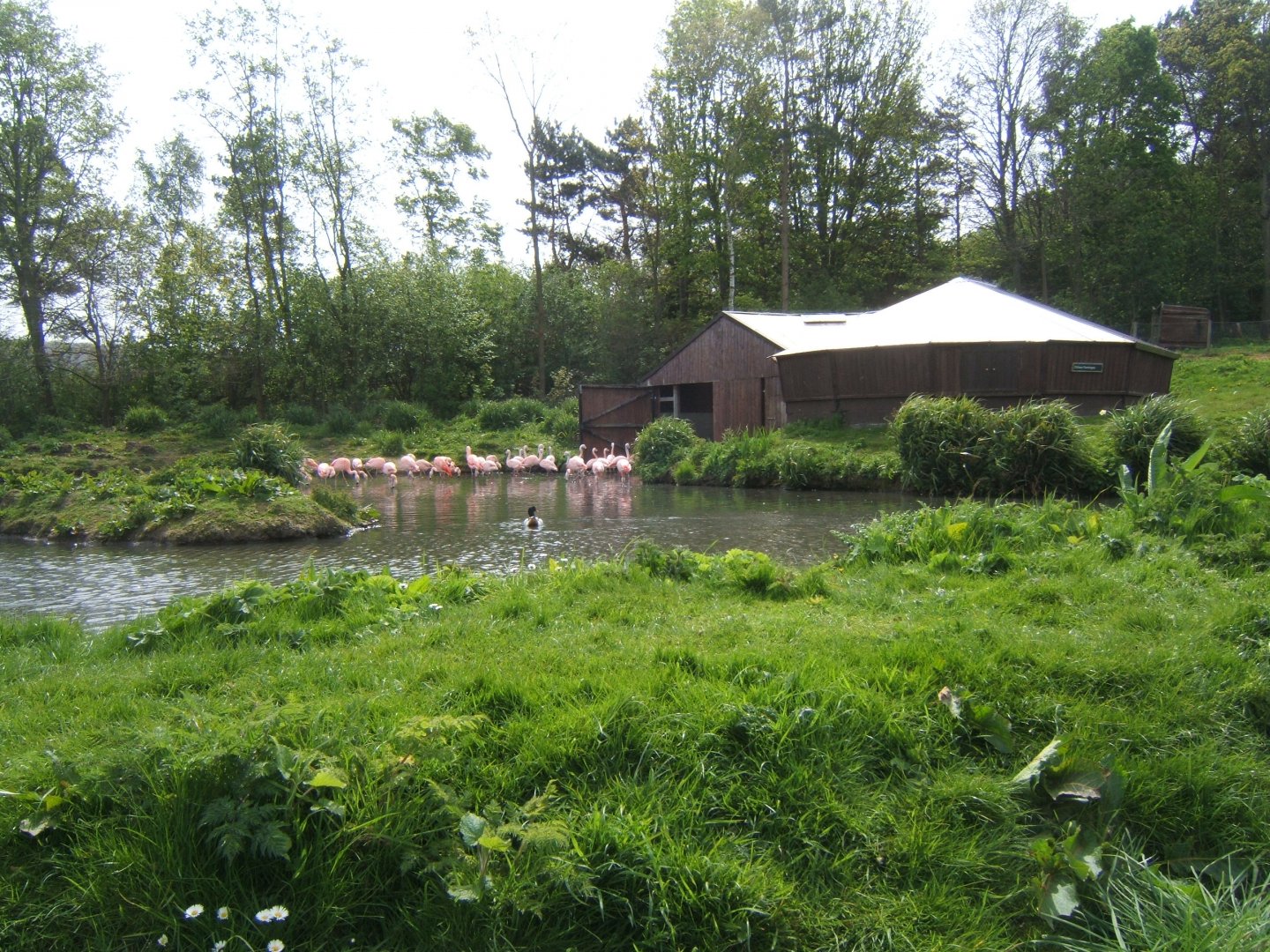 30/4/2017 View of Flamingos