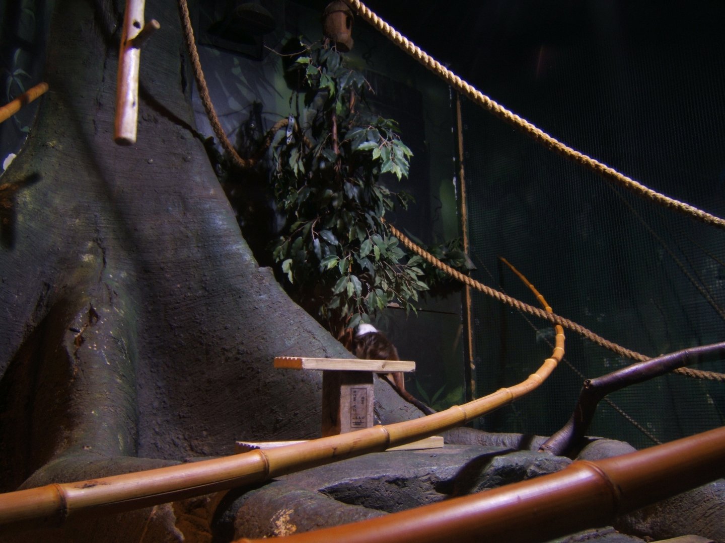 30/4/2017 View of Marmoset and Tamarin enclosure