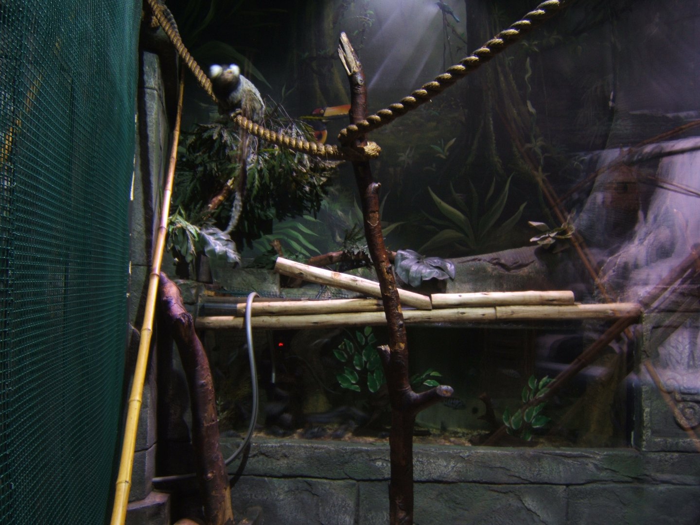 30/4/2017 View of Marmoset and Tamarin enclosure