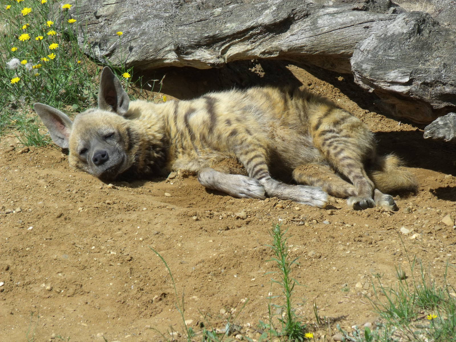 30/6/11- Female Striped Hyena