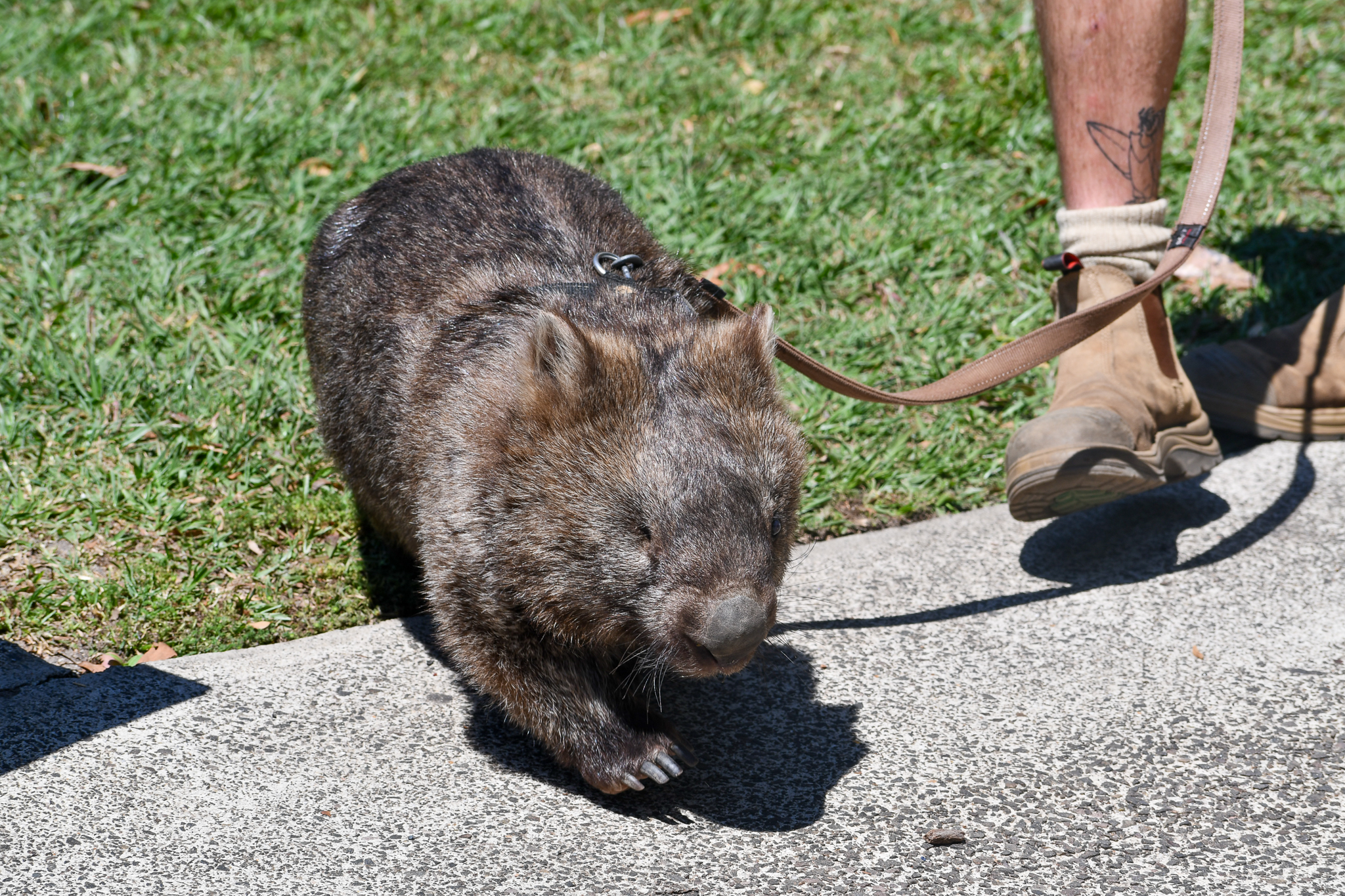 30-year-old Common Wombat