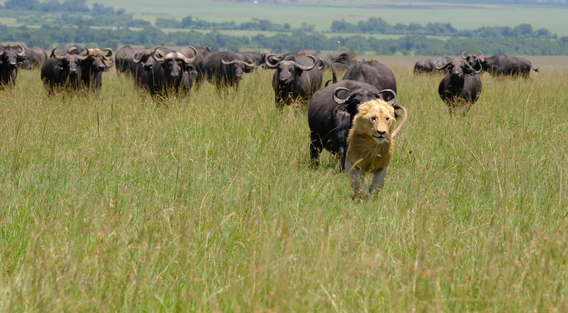 300 buffalo against 9 lions