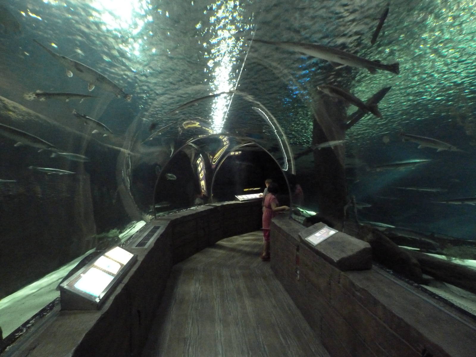 300-Foot Ocean Tunnel Tank (Amazon Section)