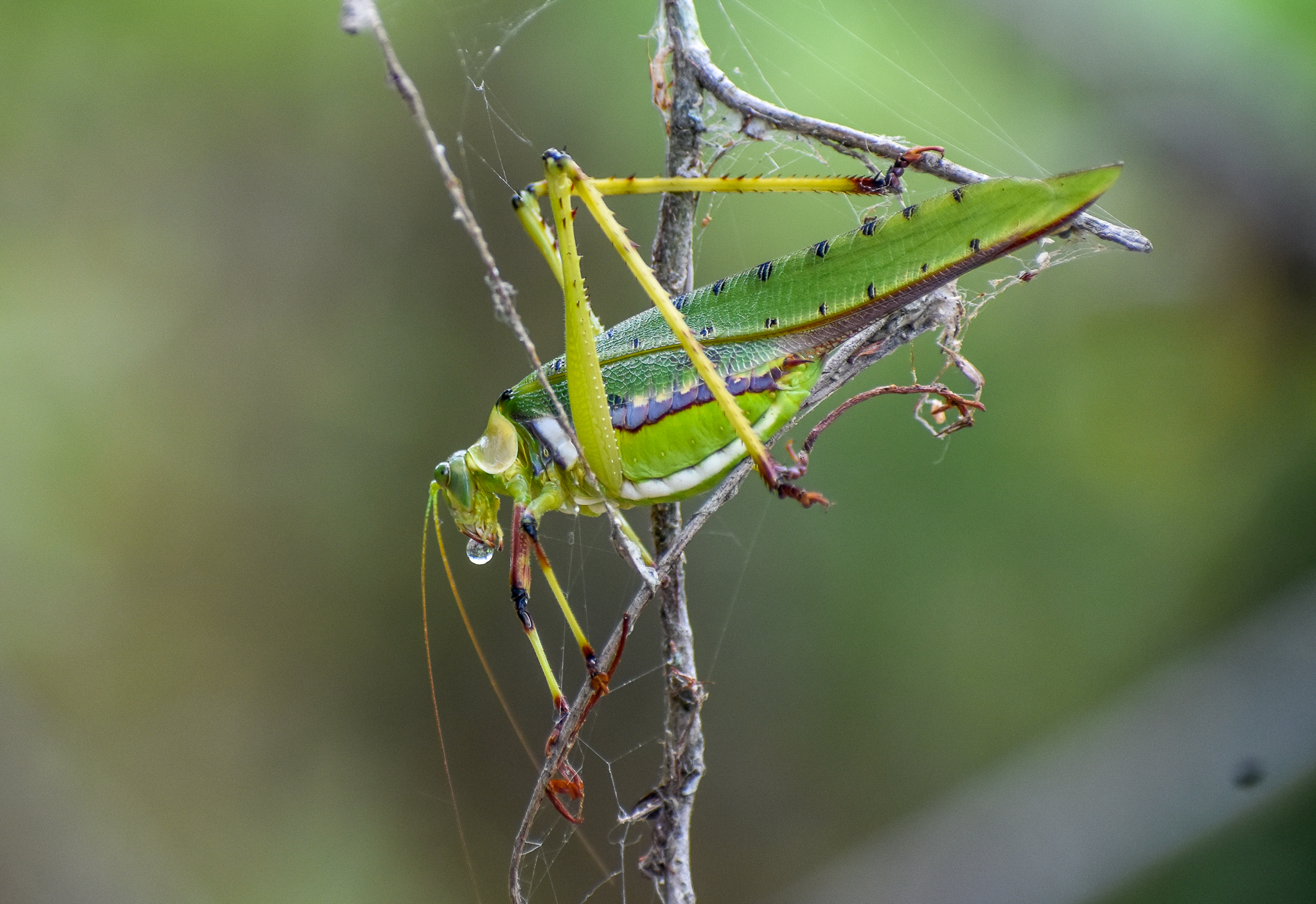 32-Spotted Katydid, Ephippitytha trigintiduoguttata