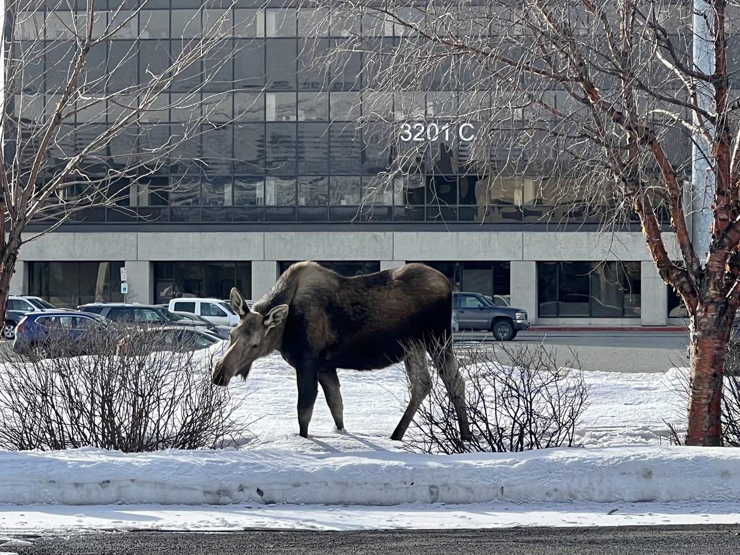 3201 C Street.  Anchorage, Alaska.