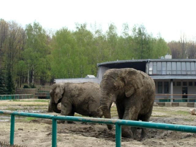 Śląski Ogród Zoologiczn - Loxodonta africana