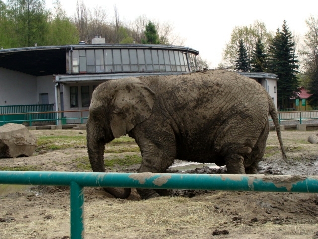 Śląski Ogród Zoologiczn - Loxodonta africana