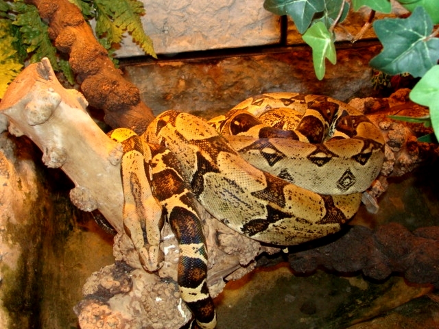 Śląski Ogród Zoologiczny - Boa constrictor