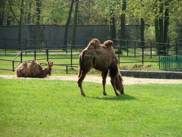 Śląski Ogród Zoologiczny - Camelus bactrianus