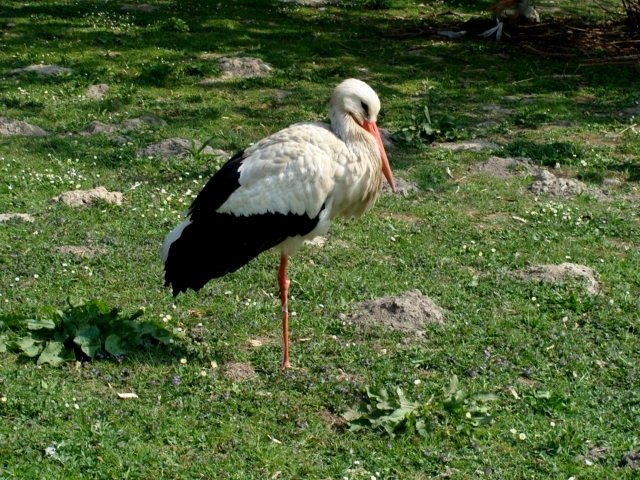 Śląski Ogród Zoologiczny - Ciconia ciconia