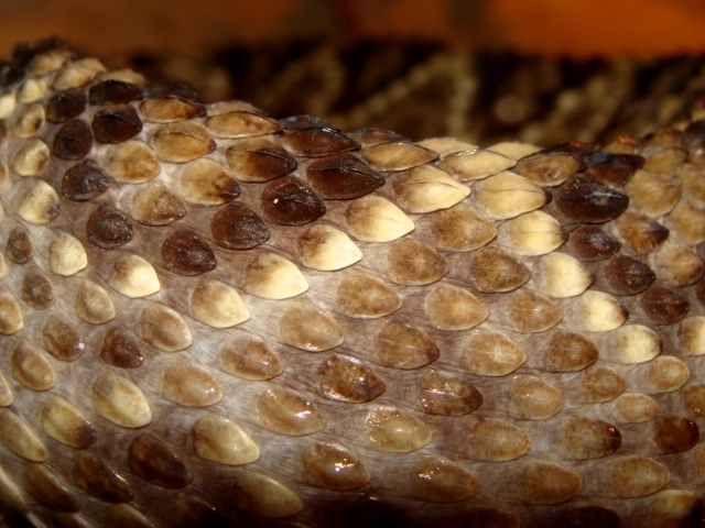Śląski Ogród Zoologiczny - Crotalinae (skin)