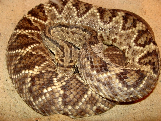 Śląski Ogród Zoologiczny - Crotalinae