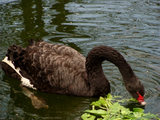 Śląski Ogród Zoologiczny - Cygnus atratus