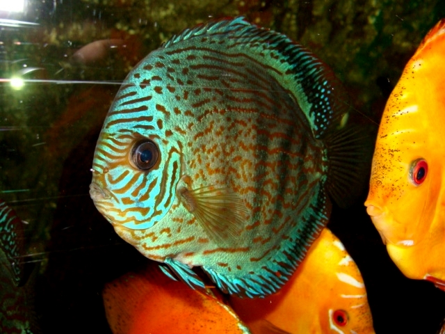 Śląski Ogród Zoologiczny - Discus