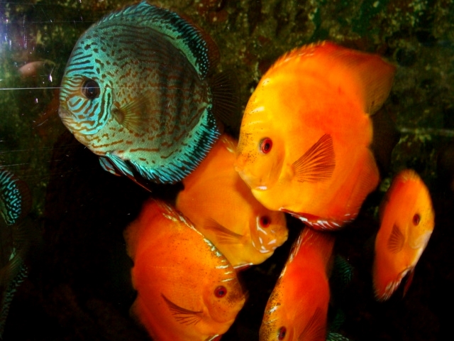 Śląski Ogród Zoologiczny - Discus