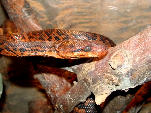 Śląski Ogród Zoologiczny - Epicrates cenchria