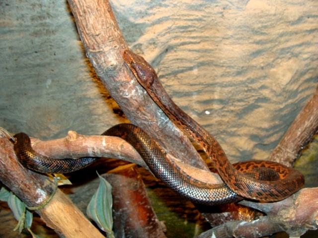Śląski Ogród Zoologiczny - Epicrates cenchria