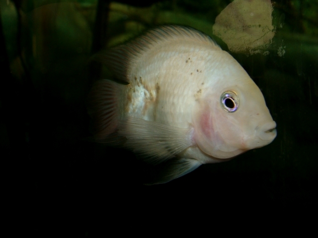 Śląski Ogród Zoologiczny - Fish