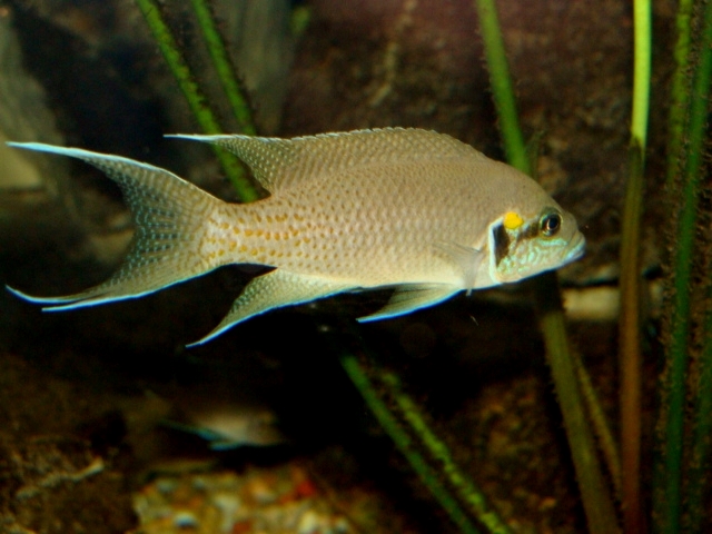 Śląski Ogród Zoologiczny - Fish