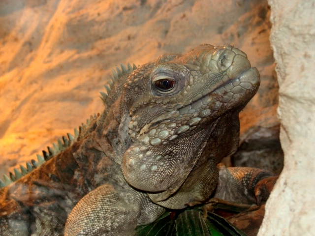 Śląski Ogród Zoologiczny - Iguana