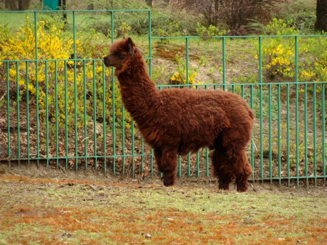 Śląski Ogród Zoologiczny - Lama glama