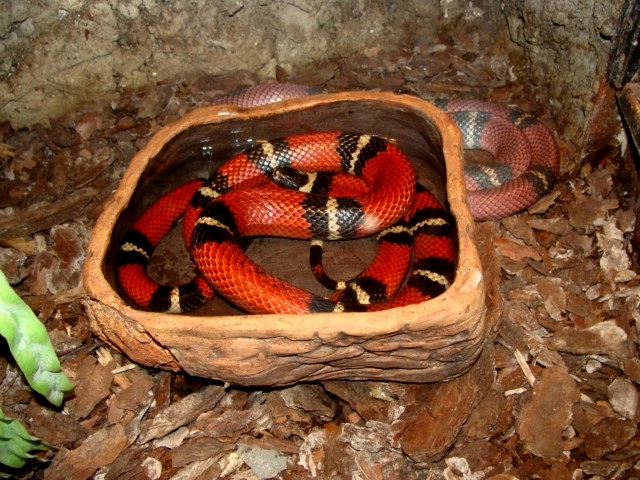 Śląski Ogród Zoologiczny - Lampropeltis triangulum sinalo